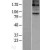 Western Blot: 15 Lipoxygenase 2 Lysate [NBL1-07482] - Western Blot experiments. 
Left-Control; Right -Over-expression Lysate for ALOX15B